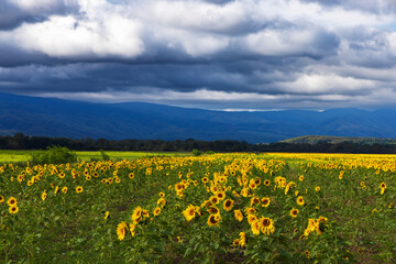 Stormy clouds over the sunflower field in Croatia
