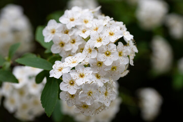 Macro Lobularia maritima flowers syn. Alyssum maritimum, common name sweet alyssum or sweet alison...