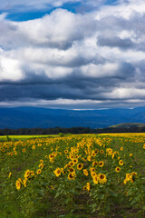 Stormy clouds over the sunflower field in Croatia