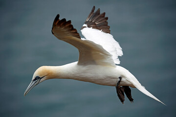 Fototapeta na wymiar Northern gannets on the cliff top