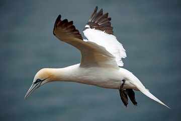 Northern gannets on the cliff top