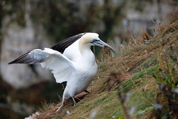 Northern gannets on the cliff top