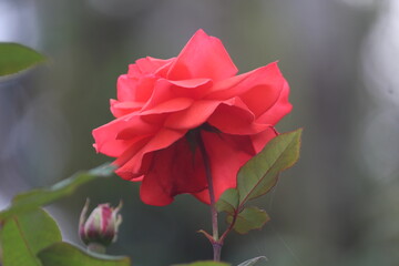 dark orange rose flower from behind