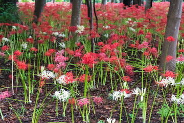 雑木林に群生する紅白の花が満開の彼岸花