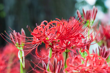 真っ赤に咲き誇る彼岸花の群生