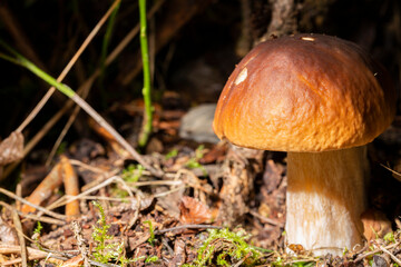 Porcini edible mushroom Boletus edulis Bull or borowik szlachetny, prawy, prawdziwek with brown cap grow in dense grass.