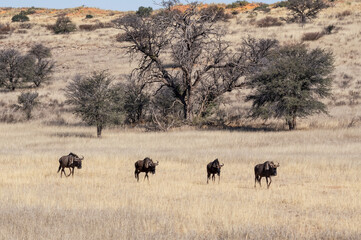 Blue Wildebeest