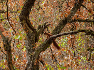 squirrel in a tree, autumn colors