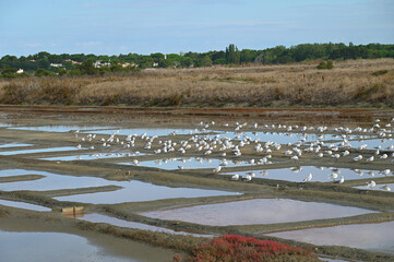 rassemblement de mouettes dans un marais salant sur l'Ile de Ré