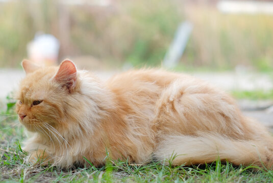 Cat Anggora - Cute cat. Closeup detail of orange cat anggora