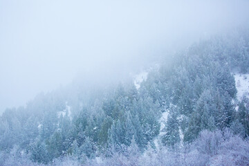 Snow covered trees on a foggy day. Beautiful winter nature background.