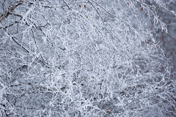 Snow covered trees on a foggy day. Beautiful winter nature background.