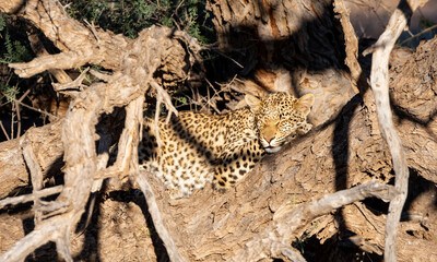 Leopard