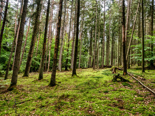 Fototapeta premium Wald