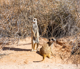 Meerkats