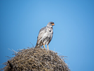 Pale Chanting Goshawk
