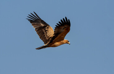 Tawny Eagle