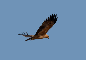 Tawny Eagle