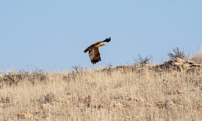 Tawny Eagle