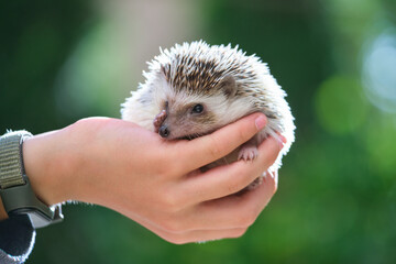 Human hands holding little african hedgehog pet outdoors on summer day. Keeping domestic animals and caring for pets concept