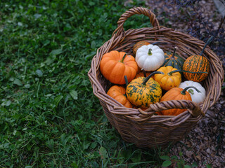 Mix of decorative pumpkins in craft basket on autumn garden background side view, close up, selective focus  - 532488867