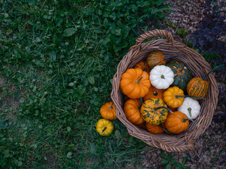 Mix of decorative pumpkins in craft basket on autumn garden background side view, close up, selective focus  - 532488882