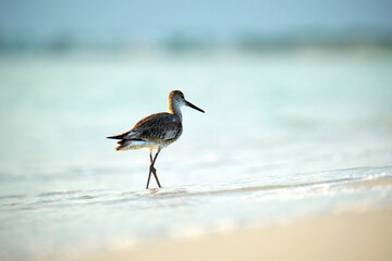 Large-Billed Dowitcher wild sea bird looking for food on seaside in summer