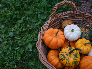 Mix of decorative pumpkins in craft basket on autumn garden background side view, close up, selective focus  - 532489099