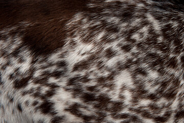 Beautiful spotted fur close-up. Texture of brown animal wool. Dog fur.