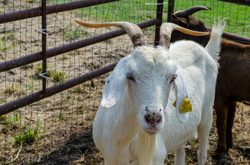 goat on the farm