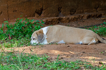 cream farm dog
