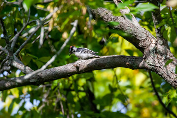 Downy Woodpecker Climbing a Tree