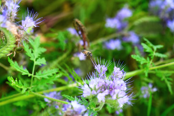 Bee and flower phacelia. Flying bee collects pollen from phacelia against the backdrop of greenery. Phacelia tanacetifolia (lacy). Spring and Summer backgrounds