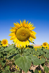 Big Sunflower in Rolling Fields in Valensole France on a Sunny Spring Day