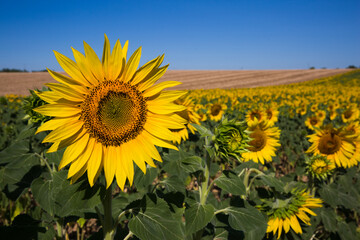 Rolling Sunflower Fields in Valensole France on a Sunny Spring Day