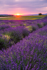 Obraz premium Rolling Lavendar Fields in Valensole France at Sunset