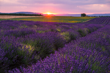 Fototapeta premium Rolling Lavendar Fields in Valensole France at Sunset