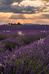 Plakat Rolling Lavendar Fields in Valensole France at Sunset
