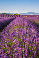 Fototapeta na wymiar Rolling Lavender Fields in Valensole France on a Sunny Spring Day