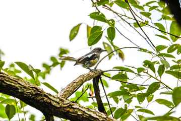 Close-up of a cute sparrow on the head of a branch