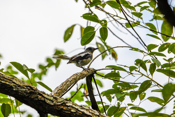 Close-up of a cute sparrow on the head of a branch