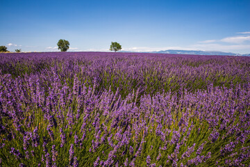 Naklejka na ściany i meble Rolling Lavender Fields in Valensole France on a Sunny Spring Day