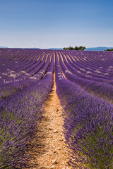 Obraz na płótnie Canvas Rolling Lavender Fields in Valensole France on a Sunny Spring Day