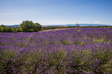 Obraz na płótnie Canvas Rolling Lavender Fields in Valensole France on a Sunny Spring Day
