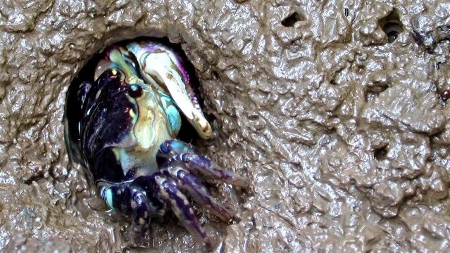 A crab with one claw, fiddler crab, crawling from a hole in the mud on the coast.