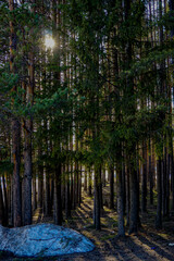 forest in the morning