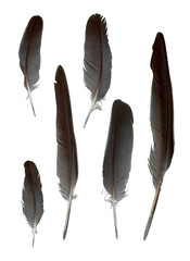 collection of feathers isolated on transparent background