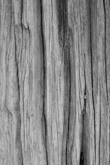 macro dry tree background,wood close up white and gray wood background white old tree near sea curves and lines on rustic wood rough wood sea wood backdrop gray old tree on beach