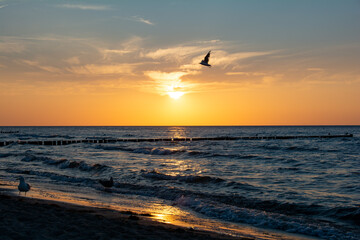 Beach idyll - sunset over the sea, with wooden groynes in the water and seagulls