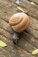 snail,A slow grape snail crawls up the bark of a tree overgrown with moss. Beautiful bokeh in the background.